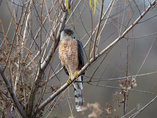 Coopers Hawk