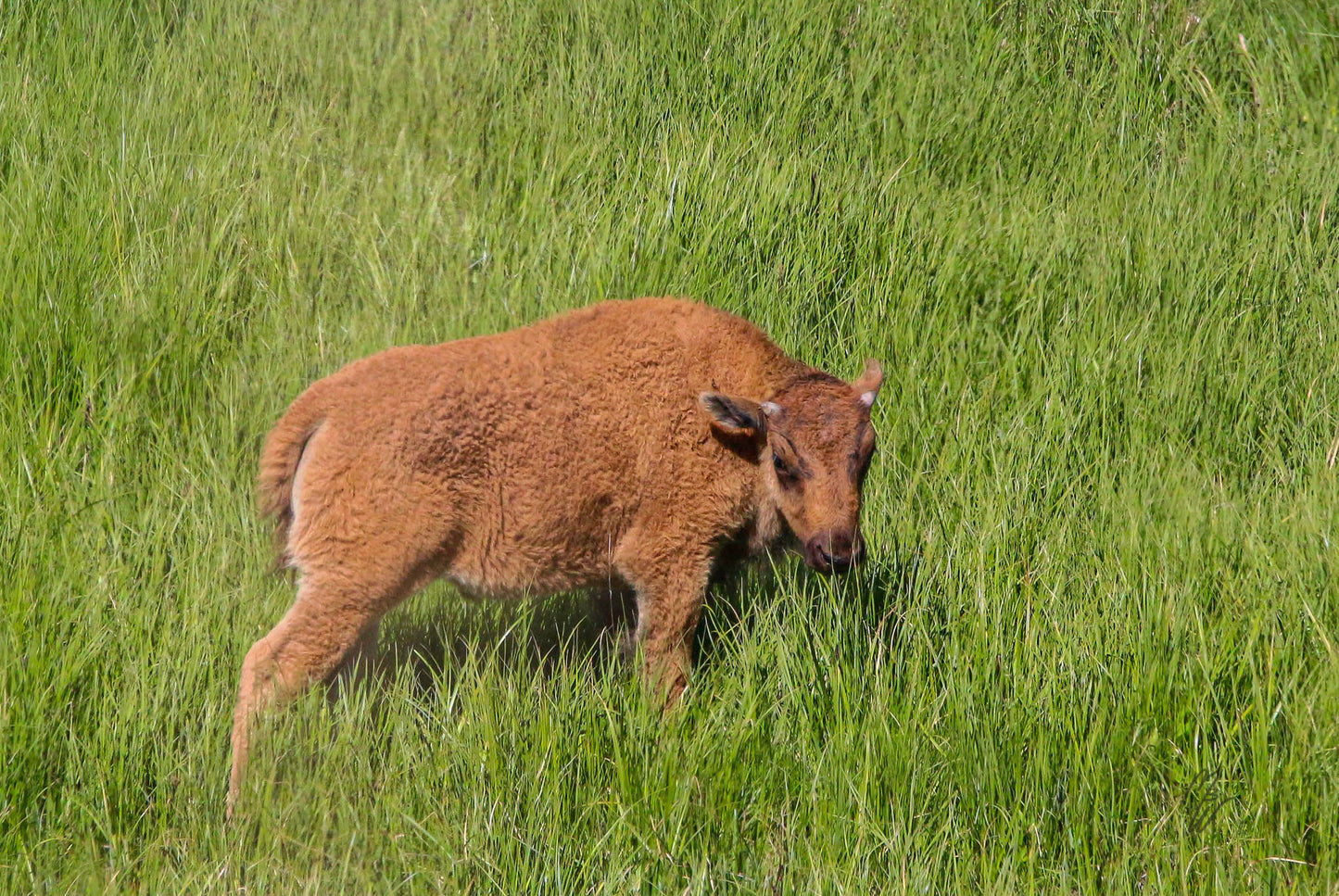 Baby Bison