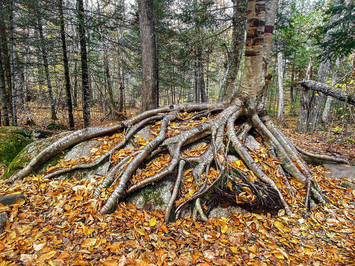 Beauty Along the Wooded Trail - Star to Star Photography