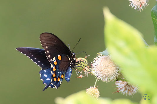 Pipevine swallowtail butterfly sucking nectar from a pincushion flower in summer