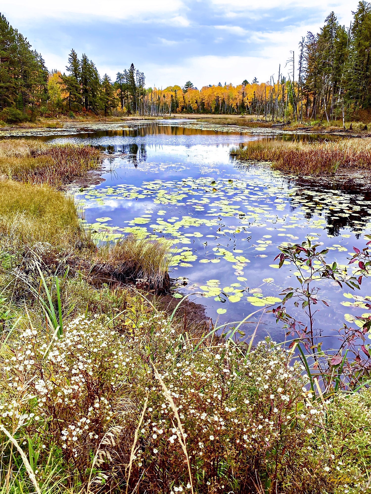 Boreal Splendor - Star to Star Photography