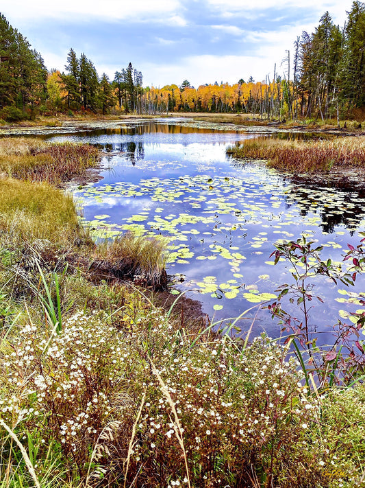 Boreal Splendor - Star to Star Photography