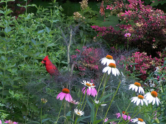 A northern red cardinal chews on a seed while sitting in a garden of coneflowers and dillweed