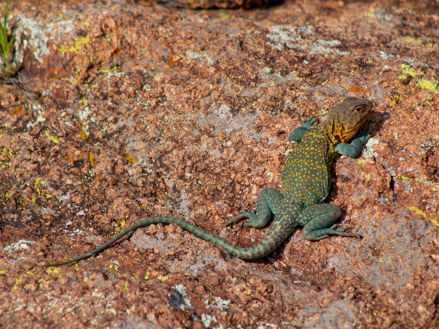 Common Collared Lizard - Star to Star Photography