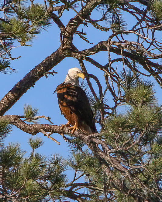 Eagle at Lakota Lake - Star to Star Photography