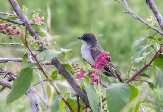 An Eastern Phoebe sitting in a crape myrtle tree