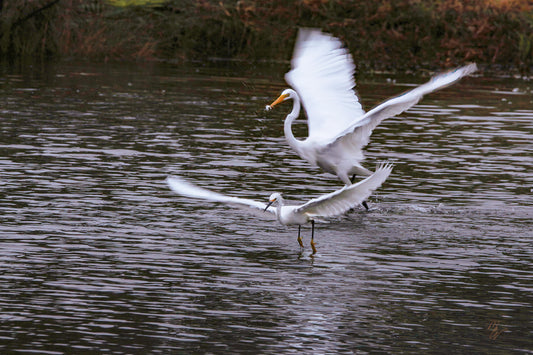 Flight Training - Star to Star Photography