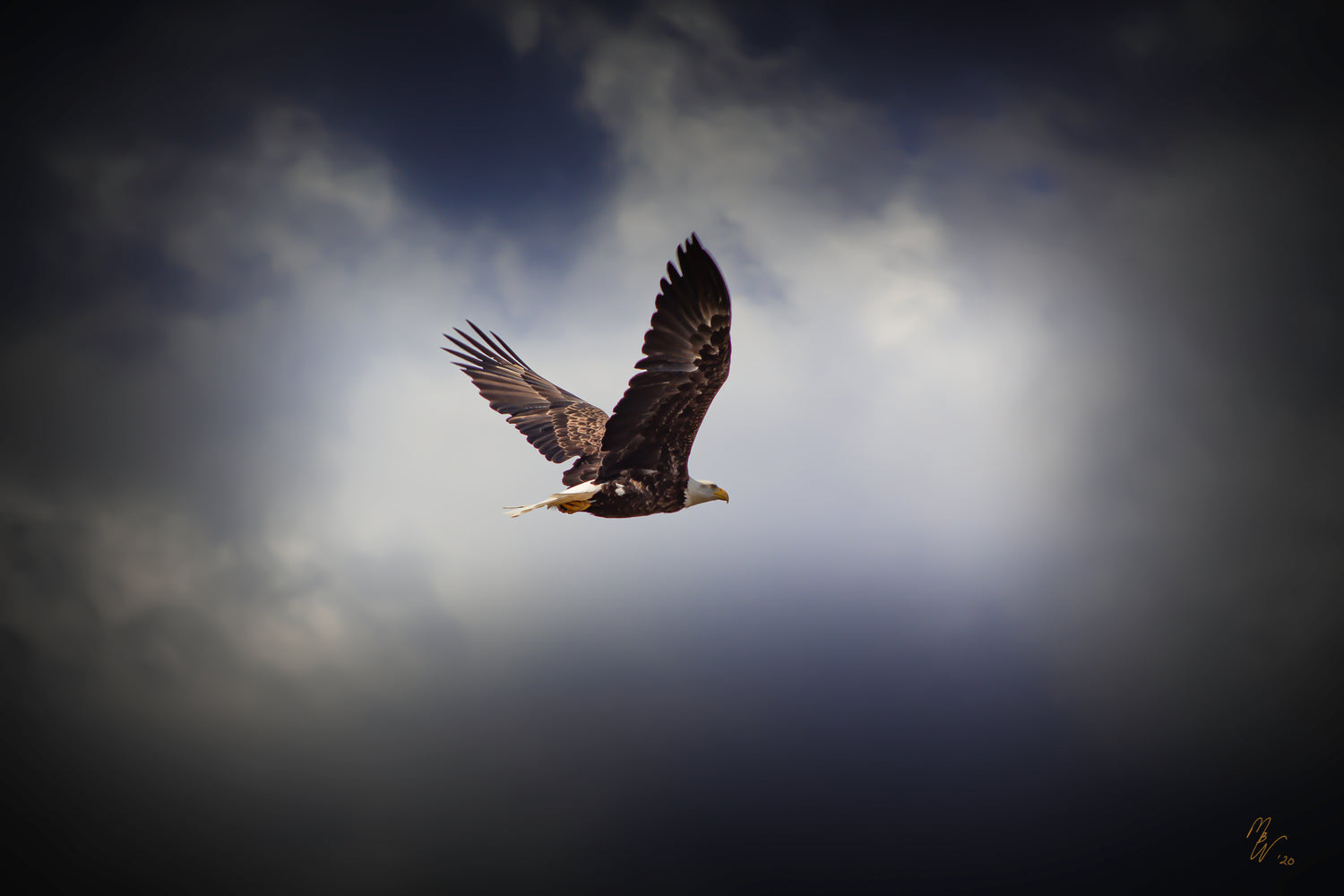 Bald eagle flying high above the boreal forest on a blue sky and white cloud day