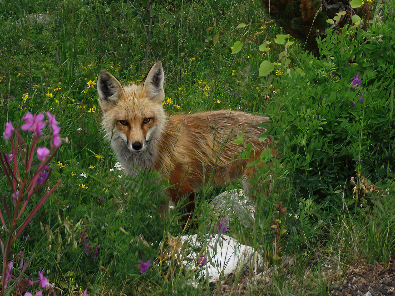 Young red fox in a field of wildflowers. Fine art paper and metal prints for sale. Star to Star Photography Landscape wildlife and nature phototography