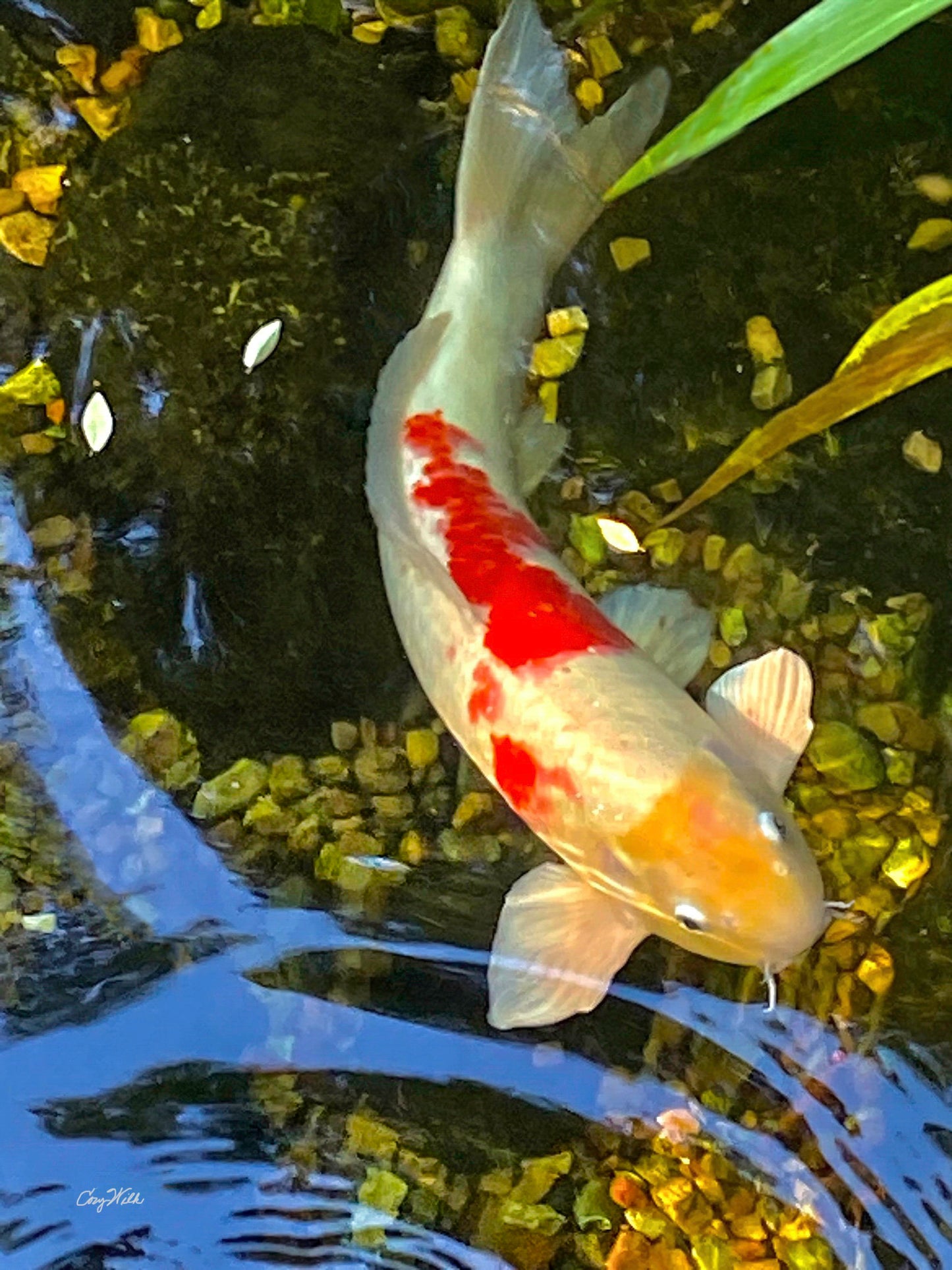 Koi Dream