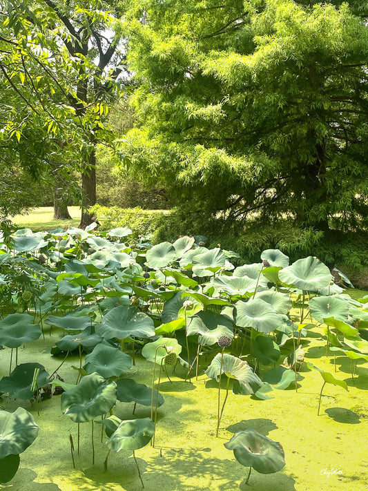 Lotus Pond