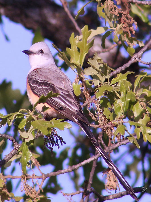 "Scissortail Flycatcher" - Star to Star Photography