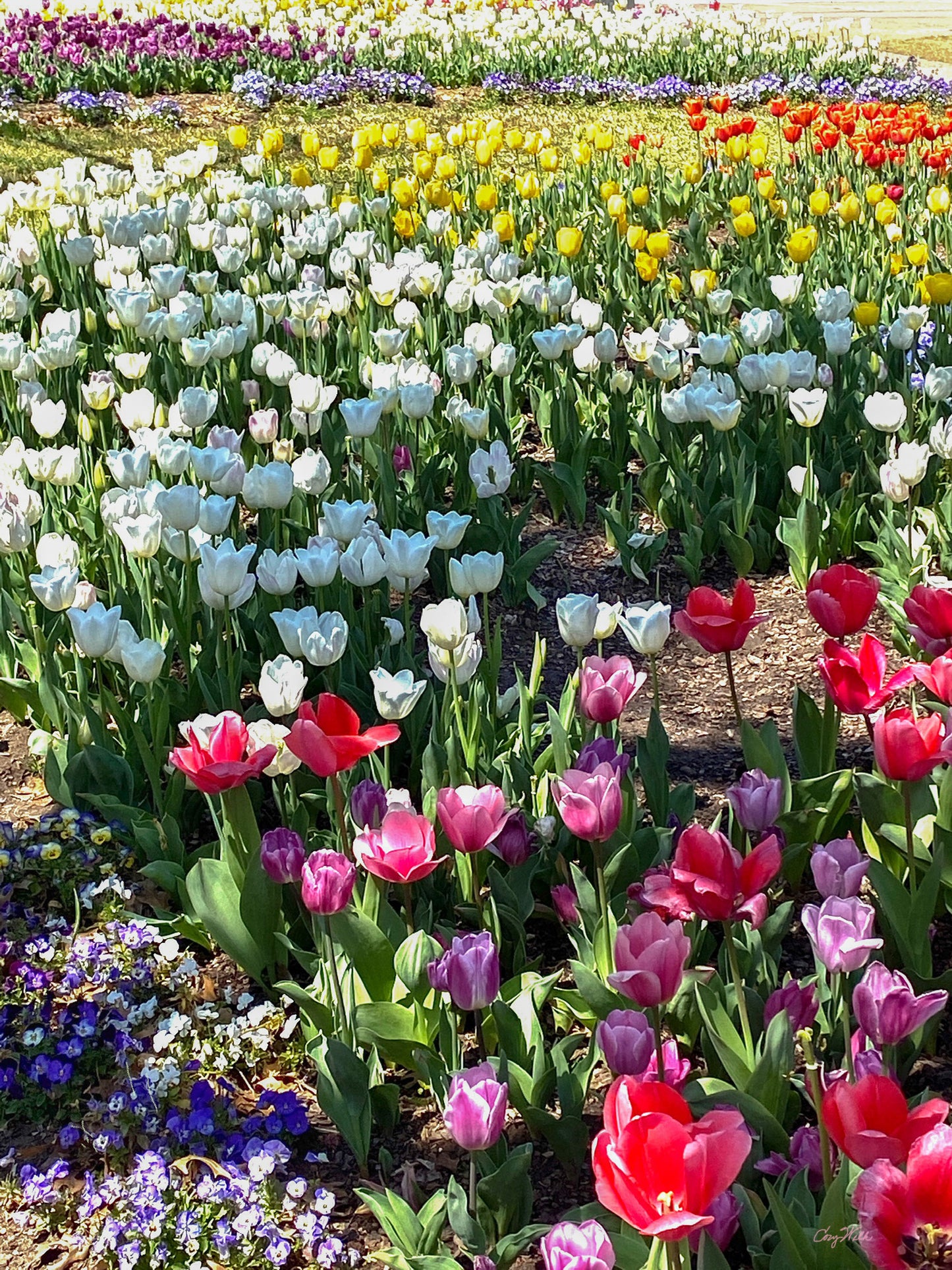 Sea of Tulips - Star to Star Photography