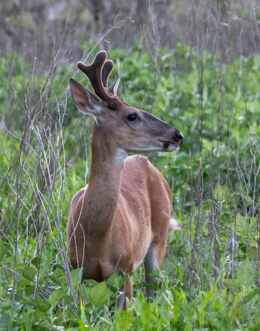 A whitetail buck with new velvet antlers poses in a field of shrubs