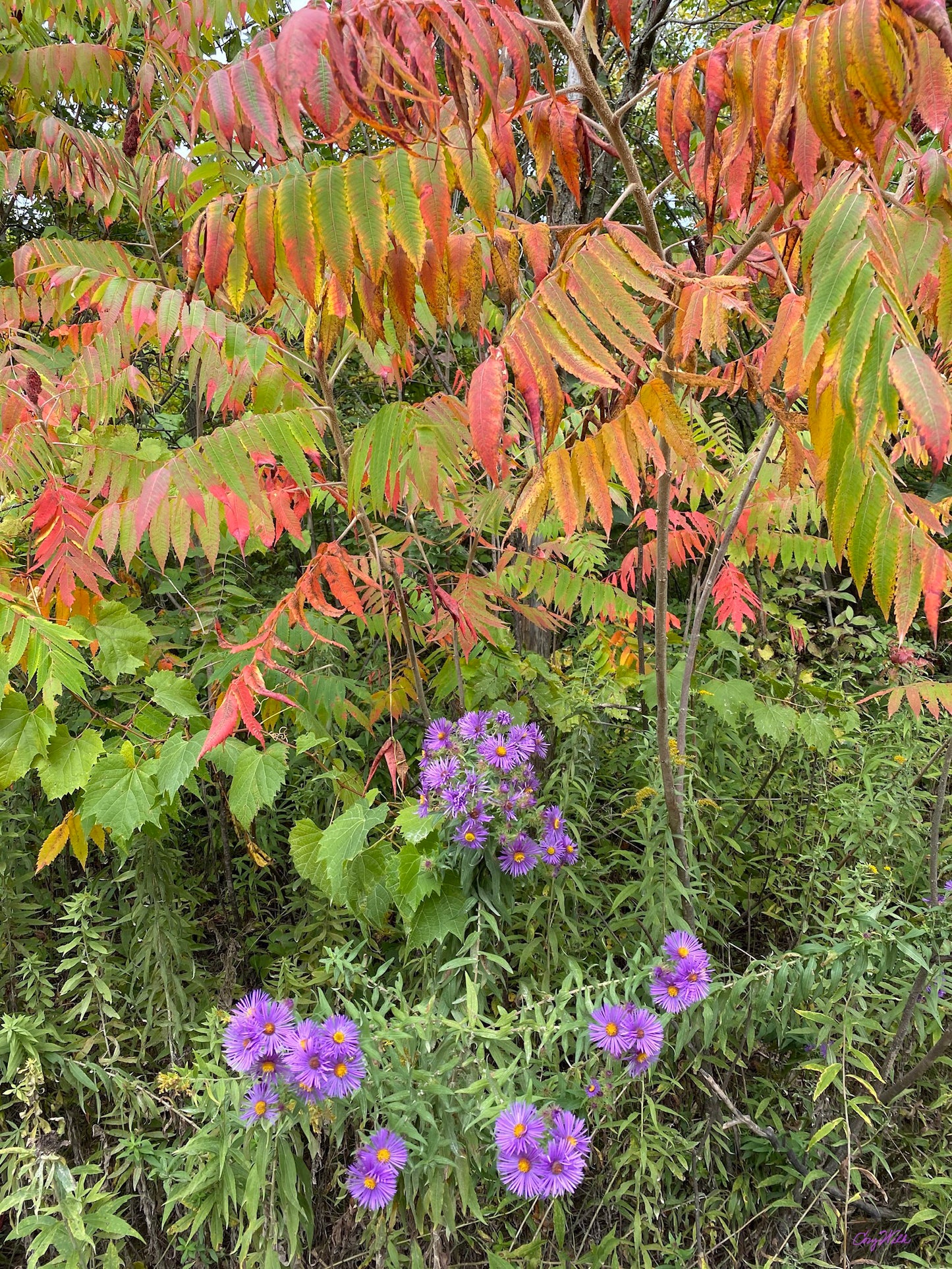 Sumac and Asters - Star to Star Photography