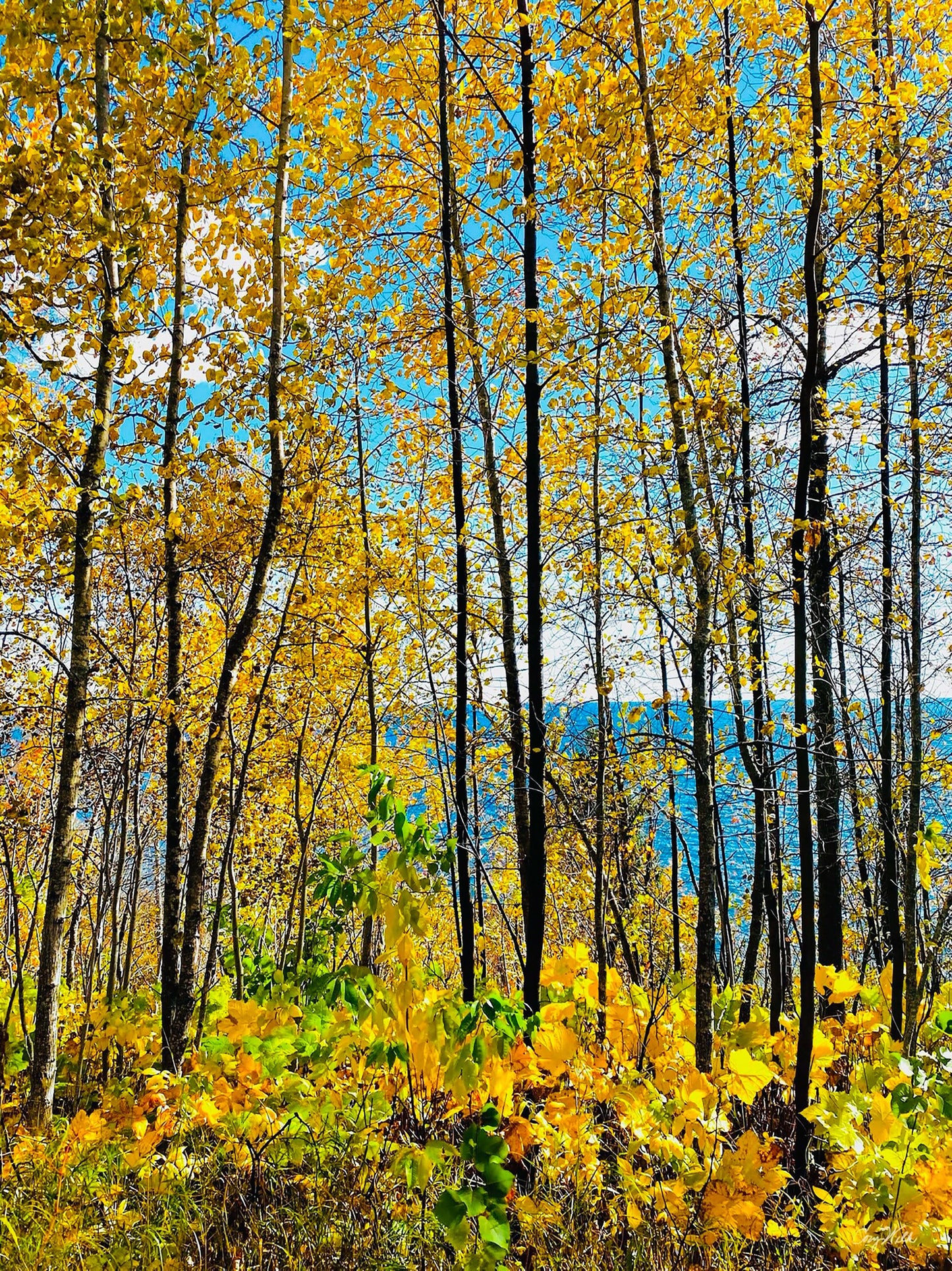 Sunny Golden Poplars