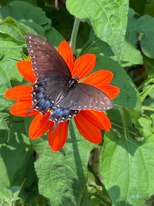 Zephyr, the Black Swallowtail