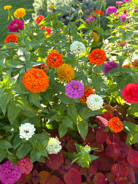 Zinnias at Teatime - Star to Star Photography