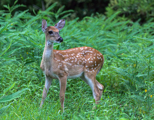 a young fawn looks cautiously while foraging. Its mother is not far away.