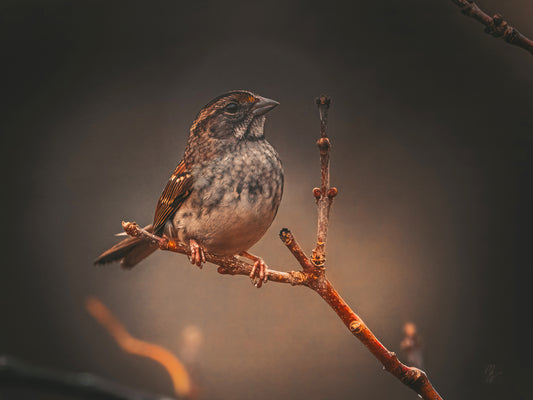 Small sparrow on a bare branch in winter