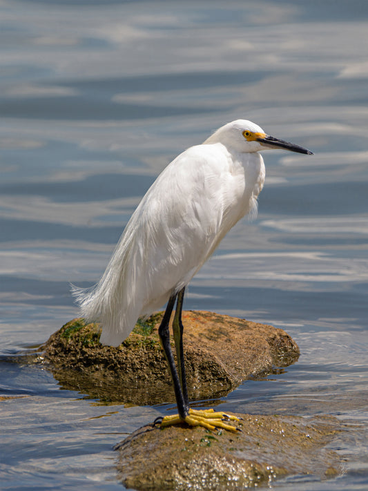 A snowy egret stands on an algae covered rock in a lake while hunting for food