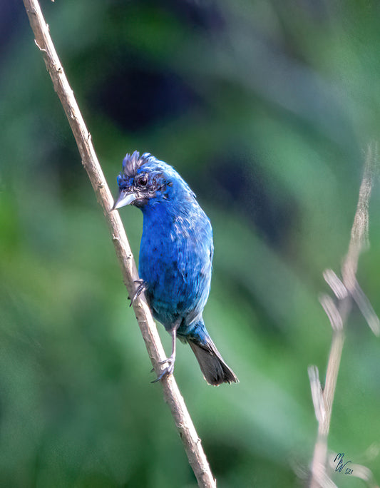 Vivid molting Indigo Bunting on a bare tree limb