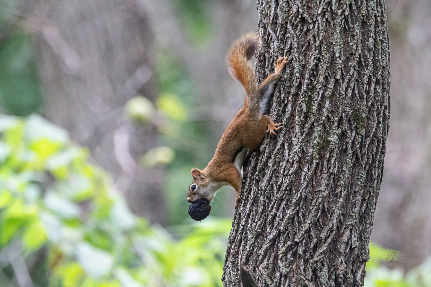 Red squirrel with a pecan in its mouth