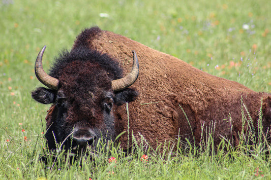 Bison laying down in a field of red, white, and orange flowers