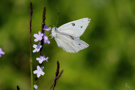 White moth butterfly landing on a lavender flower