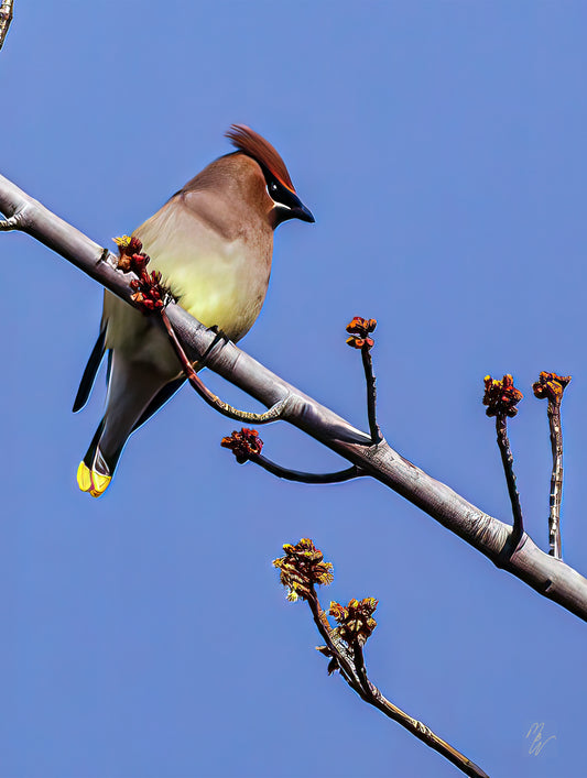 Cedar Waxwings come to the south for the winter. They are something to see. They search for berries and will stay until the berries are gone.