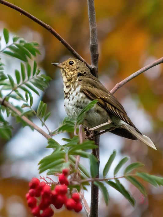 This Swainson's Thrush was flitting around feeding on the red berries in late autumn
