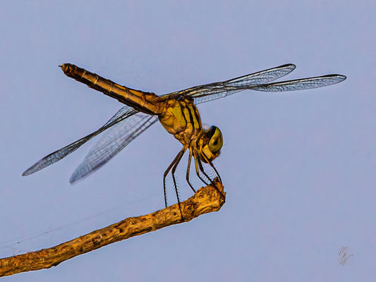 Close up of a dragonfly on the tip of a bare shrub limb