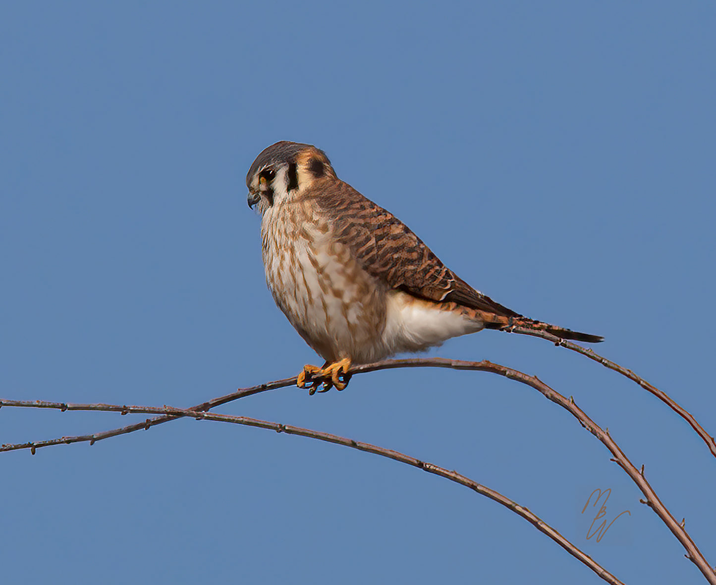 American Kestrel, a predatory bird, sits on a branch near water looking for any little critter he can pounce.