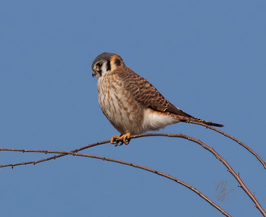 American Kestrel, a predatory bird, sits on a branch near water looking for any little critter he can pounce.