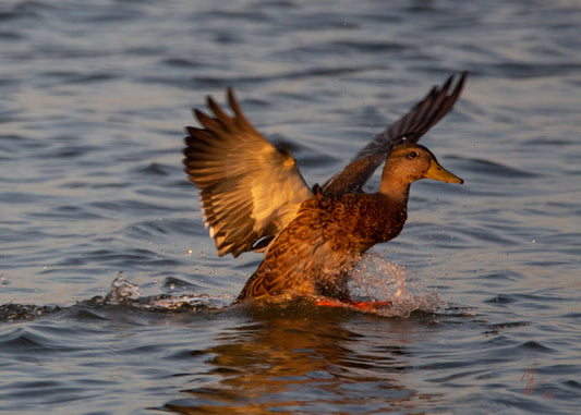 Female mallard duck touches down at golden hour