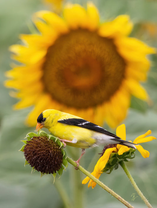 American Goldfinch tastes seeds from a sunflower in a huge sunflower field in South Dakota