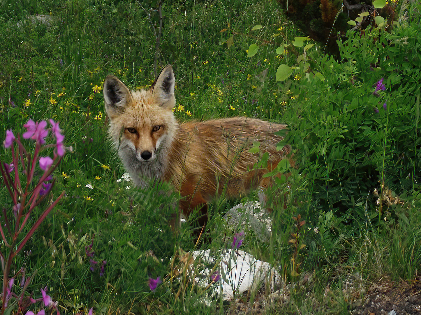 A red fox stands in a bed of purple and yellow wildflowers and rocks.