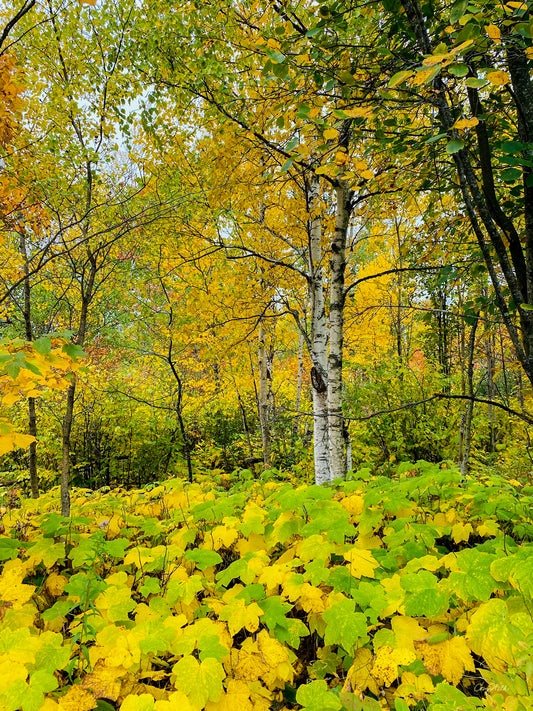 Lost in a Yellow Wood - Star to Star Photography