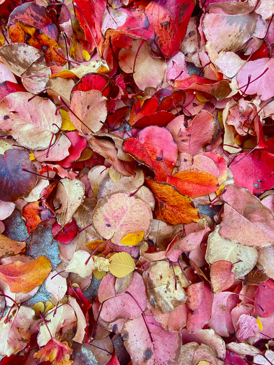 so many shades of red in these leaves that have fallen for the season. Fall is my favorite season!