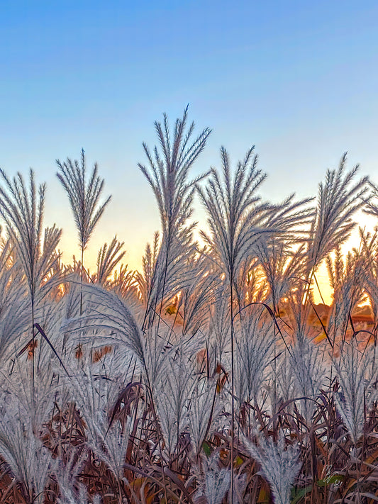 Wild roadside miscanthus grasses look sweet in the morning sunlight.