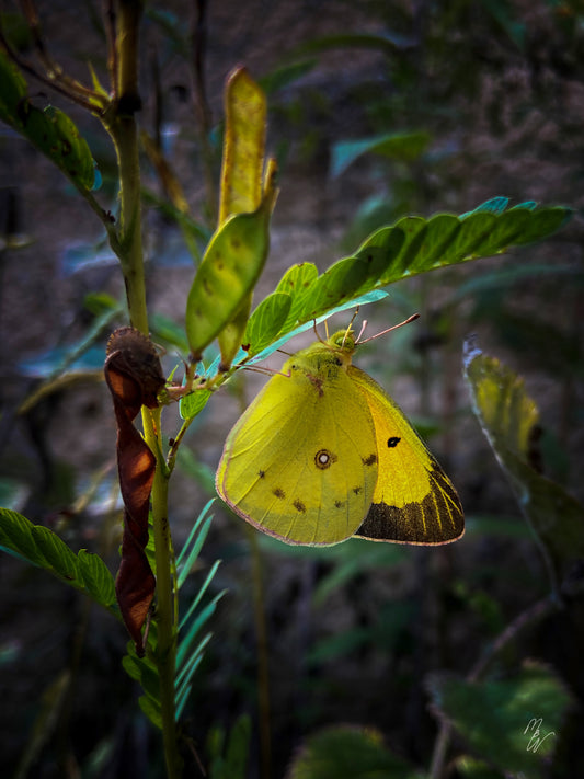 a clouded sulphur butterfly in a garden in Iowa, where lots of these insects can be found